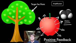 Positive and Negative Feedback Loops [upl. by Gilbye]