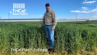 TriCal Flex™ Triticale [upl. by Enoch]