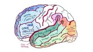 Amusias y Afasias  Compositores con Lesión Cerebral  Prof Penélope Sanz [upl. by Aniroc37]