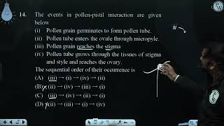 The events in pollenpistil interaction are given below i Pollen grain germi [upl. by Naujad846]