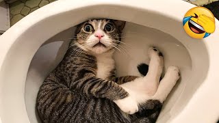 Funniest Animals 2023 😻 Best Funny Cats and Dogs Videos 🤣🐶 Part 10 [upl. by Ruperta]