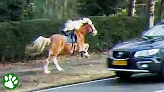 Biker chases runaway horse galloping through traffic [upl. by Chae]