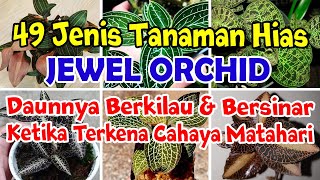 JENIS JENIS TANAMAN HIAS JEWEL ORCHID DAN HARGANYA  TYPES OF JEWEL ORCHID [upl. by Perlie]