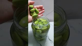 Siz Yeşil Zeytini Nasıl Kuruyorsunuz  Yeşil Zeytin Kurmanın Püf Noktaları  Ripening Green Olives [upl. by Gunas]