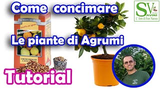 Come concimare le piante Agrumi [upl. by Naedan]