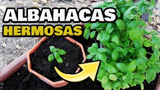 Cultivar ALBAHACA CUIDADOS y SIEMBRA en Casa 🌿 SEMBRAR en MACETA 💚 Para Que Sirve la Albahaca [upl. by Ebbarta]