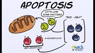 Apoptosis  Introduction Morphologic Changes and Mechanism [upl. by Hooker994]