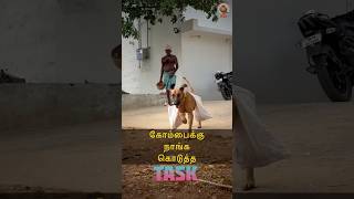 🐕 கோம்பைக்கு நாங்க கொடுத்த TASK 😮 MudPot Channel [upl. by Ahsiemak208]