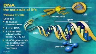 61 Mutation and variants part one introduction [upl. by Mateo]