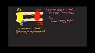 GI mechanism Gprotein coupled receptors [upl. by Nohsram]