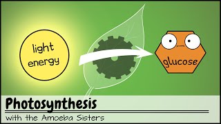 Photosynthesis UPDATED [upl. by Adnorrehs50]