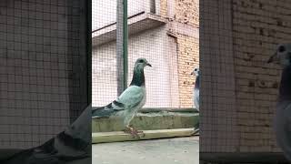 Grizzle family racing pigeon hatrick family [upl. by Dnalkrik514]