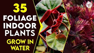 35 Best Foliage Indoor Plants You Can Grow in Water  Best Indoor Plants No Need Soil to Grow [upl. by Noirred]