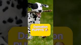 Adorable DALMATION Puppys Are they friendly [upl. by Dehlia]