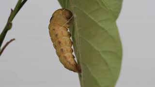 Spicebush Swallowtail from egg to Chrysalis [upl. by Alisia177]