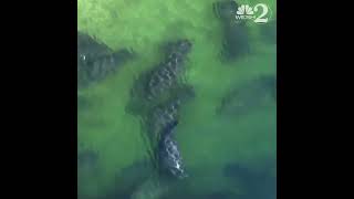 Manatees starting to migrate to warm water habitats in Florida ahead of winter [upl. by Orman]