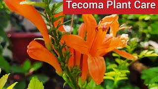 Care of Tecoma Plant  How to Grow and Care Tecoma Plant  Best Summer Flowering Plant [upl. by Flory]