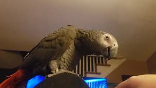 African Grey Parrot Cursing [upl. by Nuris]