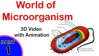 Microorganisms  World of Microorganisms  8th Class Biology  Microorganisms Class 8 cbse [upl. by Dugan]