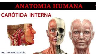 Arteria Carótida Interna  Anatomía Humana en Odontología [upl. by Stinson]