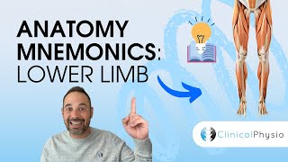 Learn Anatomy Lower Limb Anatomy Mnemonics and Memory Aids  Anatomy Made Easy [upl. by Brooke]