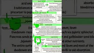 Anatomy and physiology of digestive system for GNM ANM bsc nursing [upl. by Ambrose711]