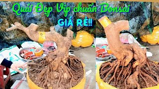 Đã bán hết152 📲0826626603 AN Phôi mai lắc Quái chuẩn Bonsai hoành To đế Vip Lực AnChoGao [upl. by Brom]