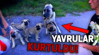 ORMANDA KUYUYA DÜŞEN YAVRU KÖPEĞİ KURTARDIK kangal yavruları [upl. by Dex]