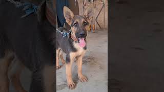 Ursi breed puppy in Afghanistan germanshepherd [upl. by Asusej]