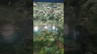 Striped Fish fish aquarium nature viralshort shorts loveanimals [upl. by Ydissahc]