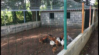 Cómo hacer un ponedero casero para gallinas [upl. by Olaf]