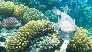 Découvrez le Diodon hystrix Linnaeus ou poisson grand porcépic en action [upl. by Mihalco225]