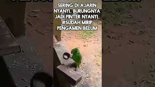 Burung kok kreatif kayak manusia 🤣🤣🤣🤣 shrots asiyanadaniel8837 [upl. by Retse]