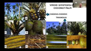 Part 2 Palm Viroid and Virus Diseases [upl. by Reedy]