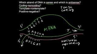 Sense and antisense strands of DNA [upl. by Searcy]