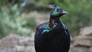 himalayan monalImpeyan pheasantglossy pheasant himalaya GlanzfasanRostschwanz GlanzfasanDanphe [upl. by Ky]