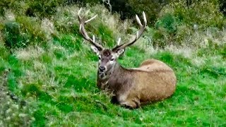 Head and neck shot 11 New Zealand Fallow deer [upl. by Aicissej748]