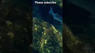 swimming at salt springs Florida swimming fitness travel nature florida spring [upl. by Sualkin]