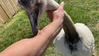 How To Survive A Rhea Attack training Kevin p1 [upl. by Sirromad154]