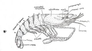 simple drawing of prawn palaemondrawing art biology [upl. by Tesler490]