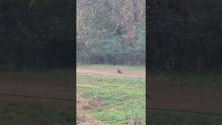 Wild Turkey walking the fields hunting fall food [upl. by Arad43]