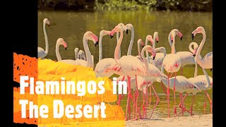 Flamingos in The Dubai Desert Ras Al Khor Wildlifeflamingo PrimitiveWildlife KidsDianaShow [upl. by Bear160]