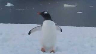 Gentoo Penguin Walking [upl. by Anayit103]