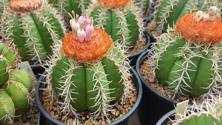 Melocactus matanzanus [upl. by Allsun]