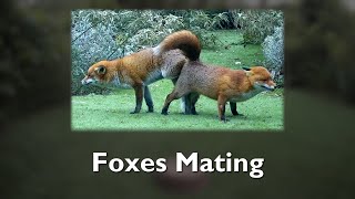 Foxes Mating [upl. by Guillemette814]