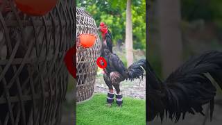 Imported Lover ❤️aseel rooster aseelrooster murga imported shortvideo shortsfeed shortviral [upl. by Assillem]