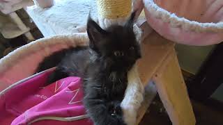 Maine Coon Kittens in their playpen 💞🥰 sissysfarm [upl. by Anceline]