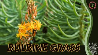 BULBINE GRASS Information and Growing Tips Bulbine frutescens [upl. by Lewellen]