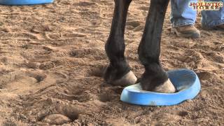 Help for Recovery from Laminitis [upl. by Adnawuj]