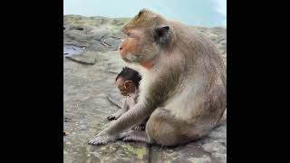 Little Monkey Autumn Walking And Carry Her Front Arm Behind Mom [upl. by Rivera]